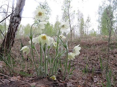 10 красивых признаков прихода весны на севере Казахстана